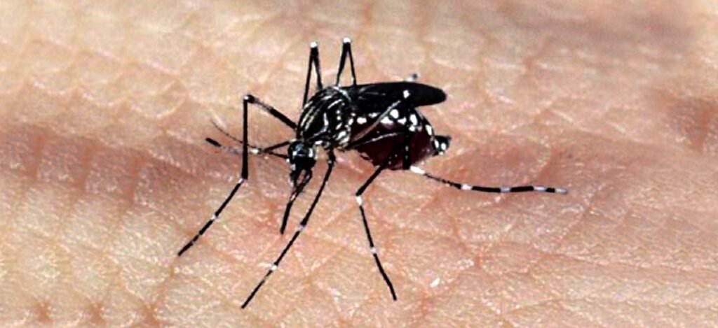 fbrica-de-bactria-que-vai-combater-dengue-em-mg-deve-ficar-pronta-em-maio