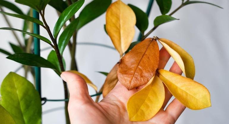 Sinais de estresse ou doena: Veja o passo a passo para salvar sua Zamioculca ( Zamioculcas Zamiifolia) dos sintomas sinais-de-estresse-ou-doena:-veja-o-passo-a-passo-para-salvar-sua-zamioculca-(-zamioculcas-zamiifolia)-dos-sintomas