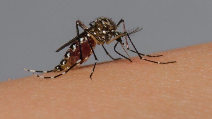 Em duas dcadas, Brasil teve 10 mil mortos por dengue e 16 milhes de casos provveis da doena em-duas-dcadas,-brasil-teve-10-mil-mortos-por-dengue-e-16-milhes-de-casos-provveis-da-doena