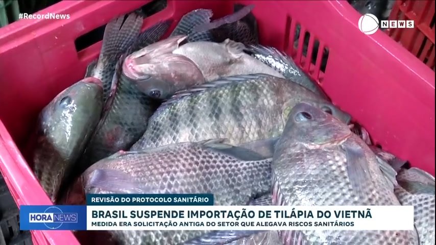 Brasil suspende importao de tilpia do Vietn por risco sanitrio brasil-suspende-importao-de-tilpia-do-vietn-por-risco-sanitrio