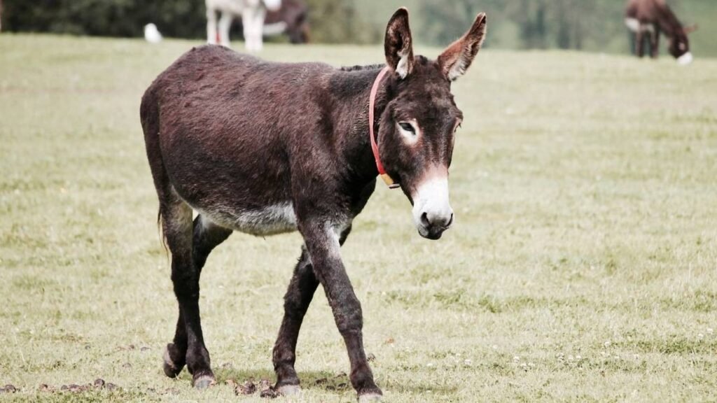 Projeto de Lei pode posicionar o Brasil como defensor dos jumentos projeto-de-lei-pode-posicionar-o-brasil-como-defensor-dos-jumentos