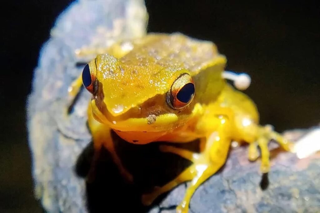 mistrio!-cogumelo-brota-no-corpo-de-sapo-e-intriga-cientistas