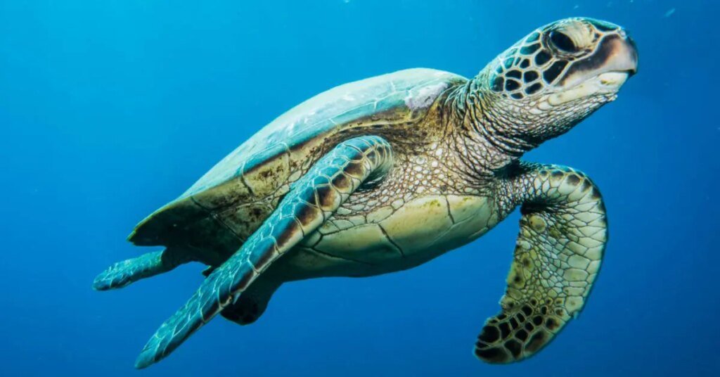 9-morrem-e-78-so-internados-aps-comerem-tartaruga-marinha