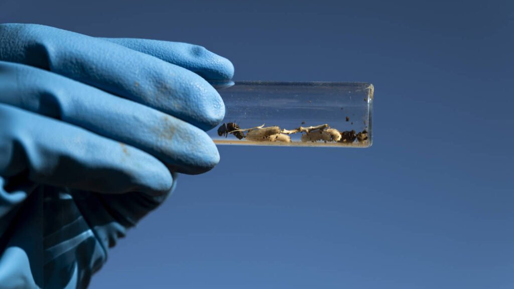 fentanil:-estados-unidos-tentam-combater-epidemia-de-overdoses-com-diplomacia-e-cincia