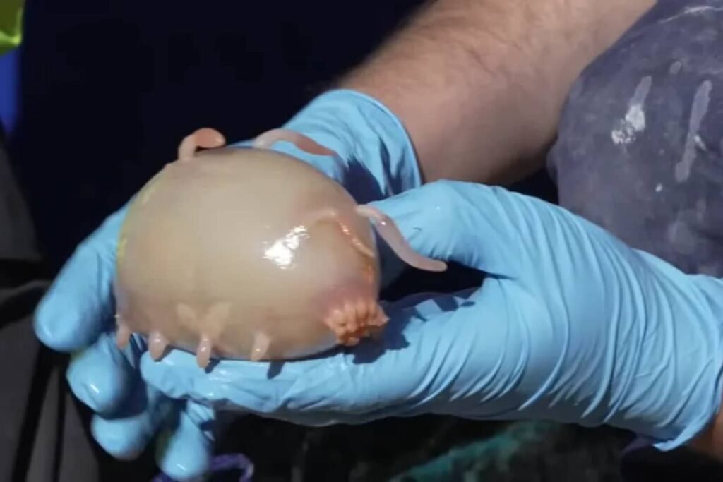 mistrios-do-oceano:-niwa-descobre-‘porco-do-mar’,-nova-espcie