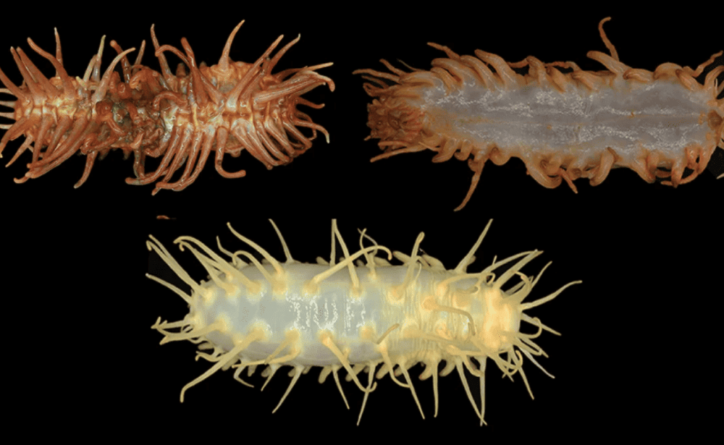 cientistas-encontram-espcies-bizarras-no-fundo-do-mar;-confira