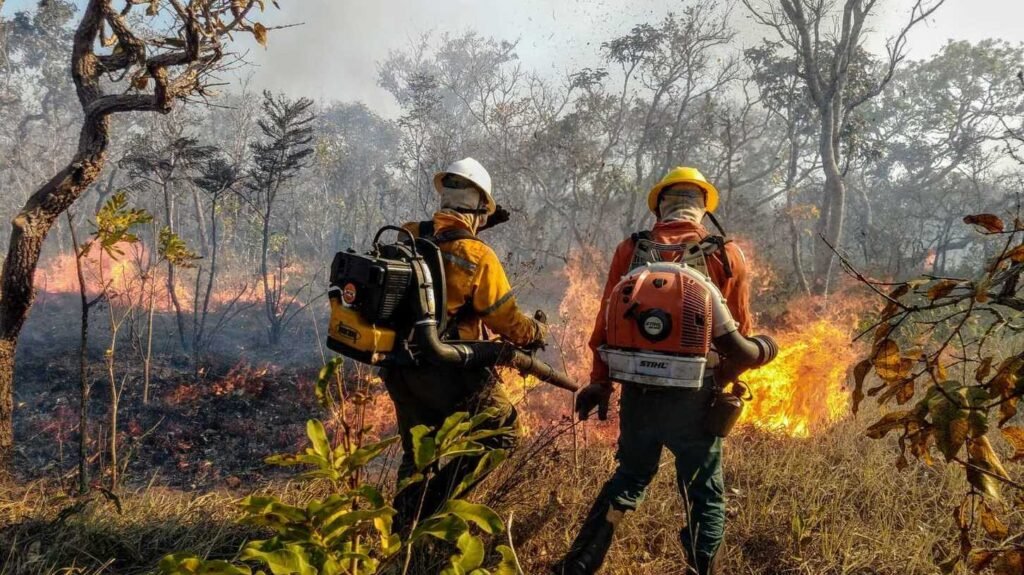 Cobertura florestal mundial perde 3,7 milhes de hectares em 2023 cobertura-florestal-mundial-perde-3,7-milhes-de-hectares-em-2023