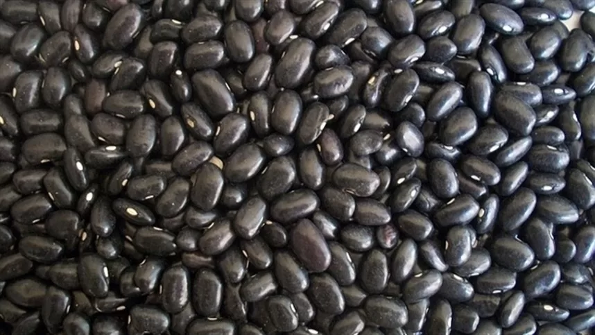 Feijo e Gergelim recebem investimento milionrio em sua divulgao feijo-e-gergelim-recebem-investimento-milionrio-em-sua-divulgao