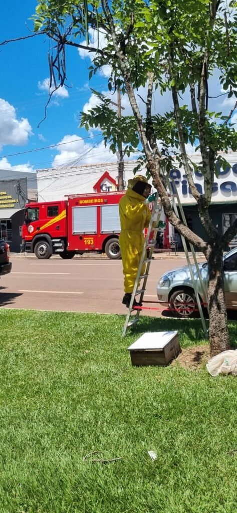 Bombeiros realizam captura de abelhas na Avenida Paraná, em Canarana