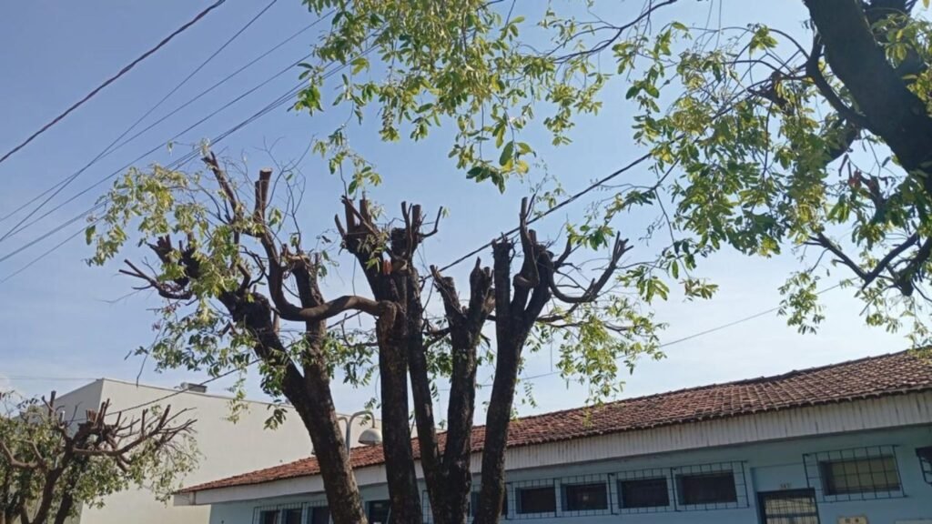 Novo protocolo regulamenta poda e remoção de árvores na área urbana de Água Boa