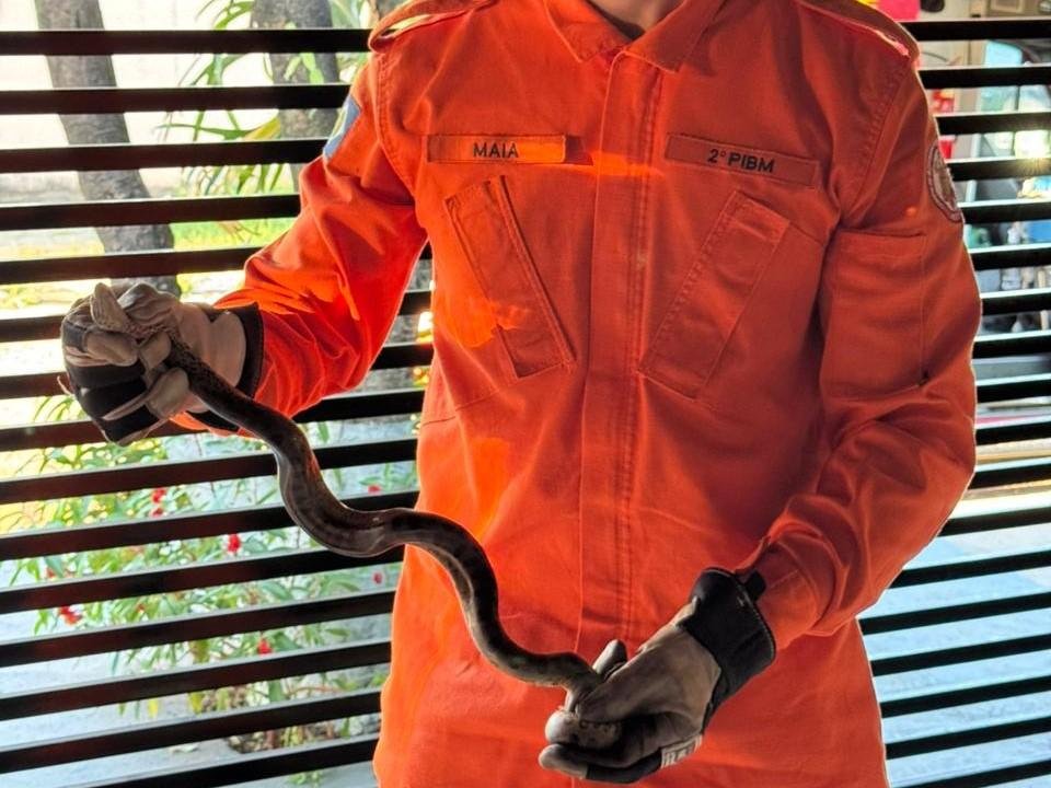 Corpo de Bombeiros captura sucuri verde 1,5 m em residência de Àgua Boa